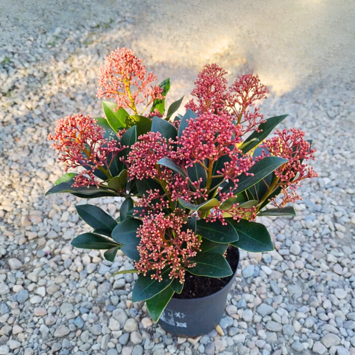 Skimmia Japonica Rubella la ghiveci - imagine 2