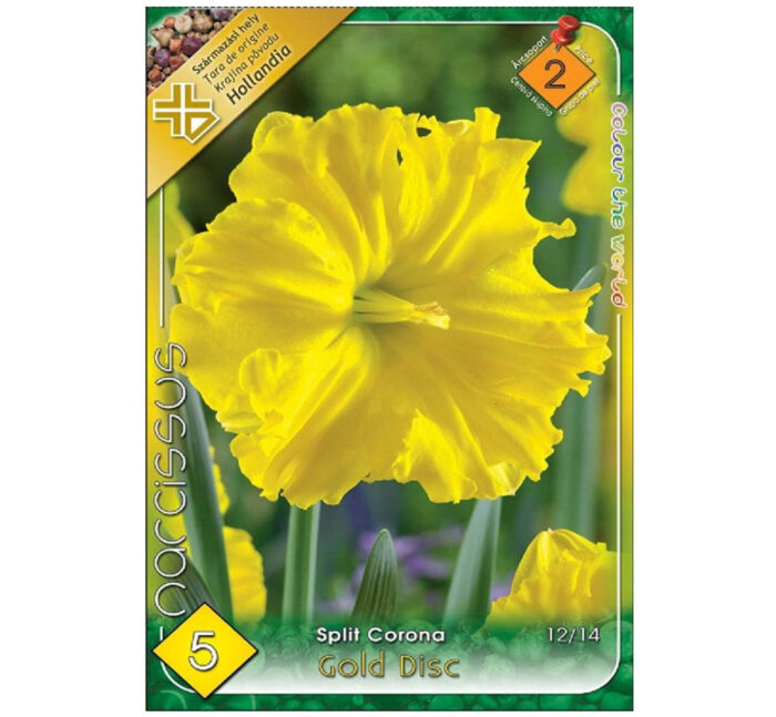 Narcise/ Narcissus Gold Disc (5buc) - imagine 1