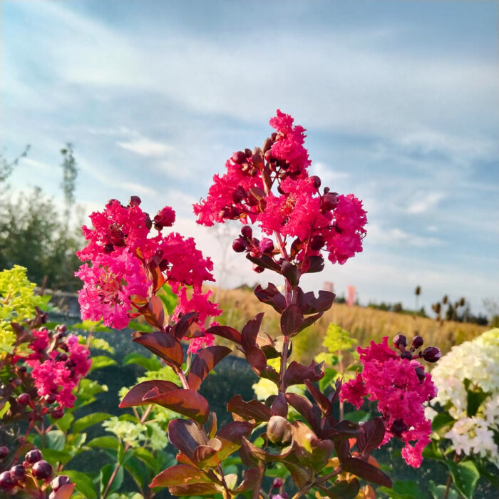 Lagerstroemia 'Rubra' (Liliac Indian) la ghiveci - imagine 5