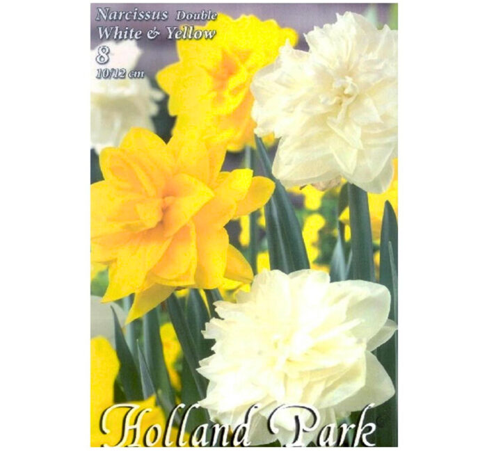 Narcise/ Narcissus Duo Double Yellow-White (8buc) - imagine 1