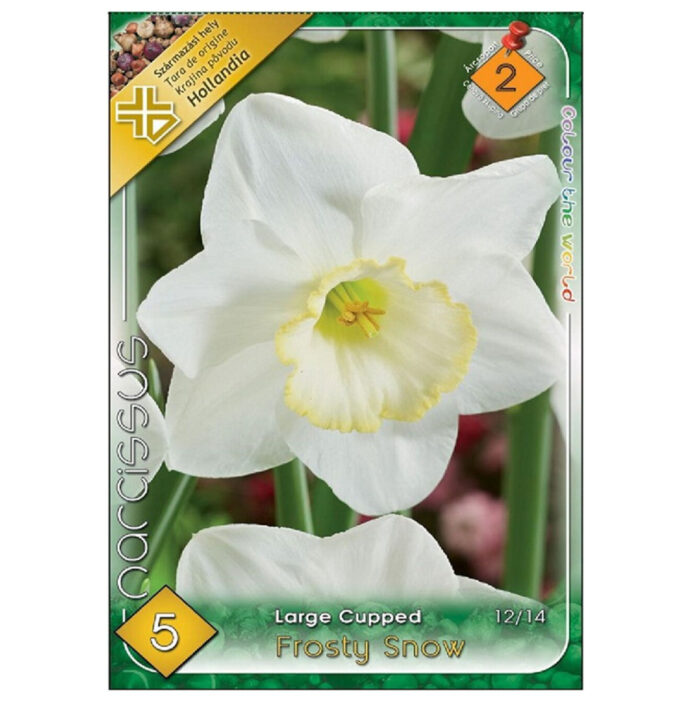 Narcise/ Narcissus Frosty Snow (5buc) - imagine 1