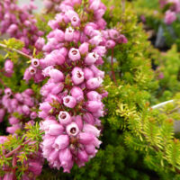 Erika Mix (Muehlenbeckia) la ghiveci