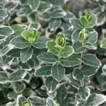 Euonymus Emerald Gaiety la ghiveci