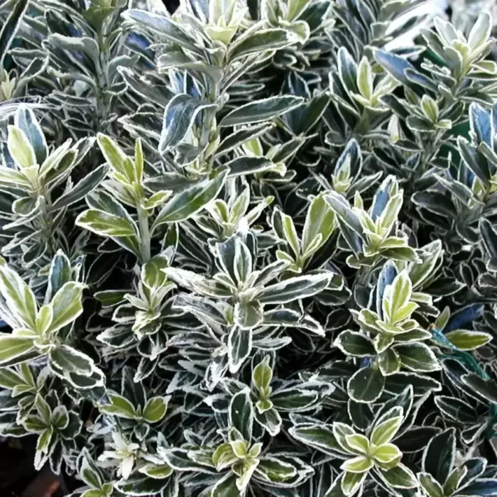 Euonymus Japonicus 'Microphyllus Aureovariegatus' la ghiveci - imagine 1