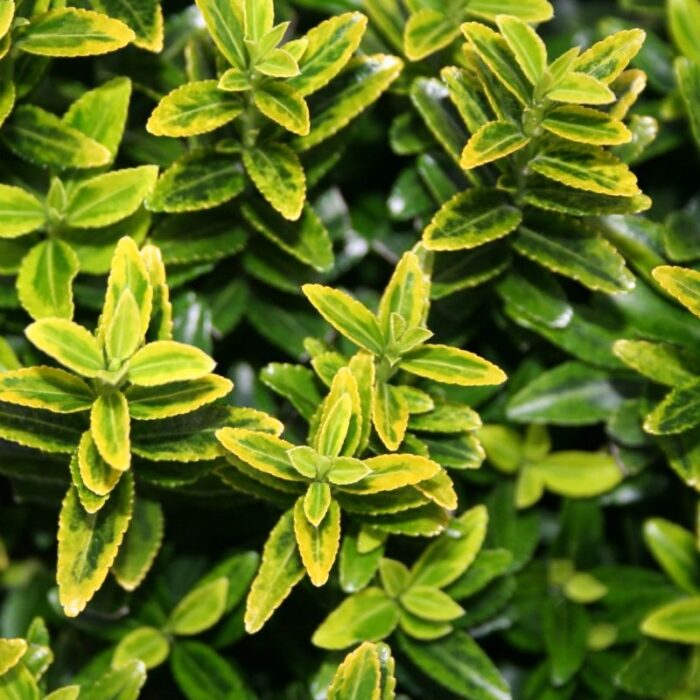 Euonymus Microphyllus Aureovariegatus la ghiveci - imagine 1