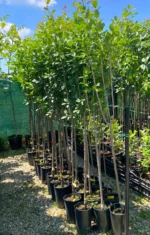 Prun Japonez Shiro la ghiveci 5L - imagine 2