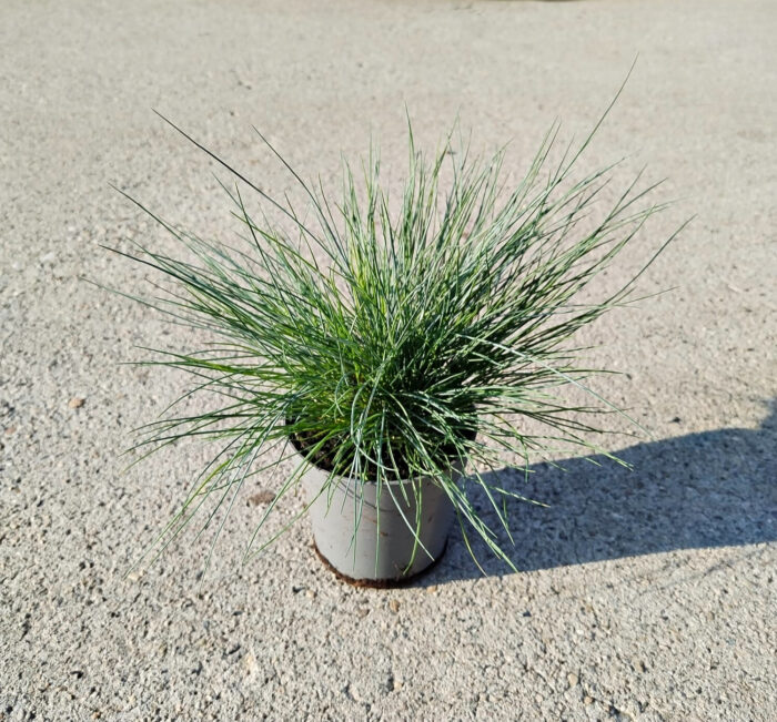 Festuca glauca (iarbă albastră) la ghiveci - imagine 2
