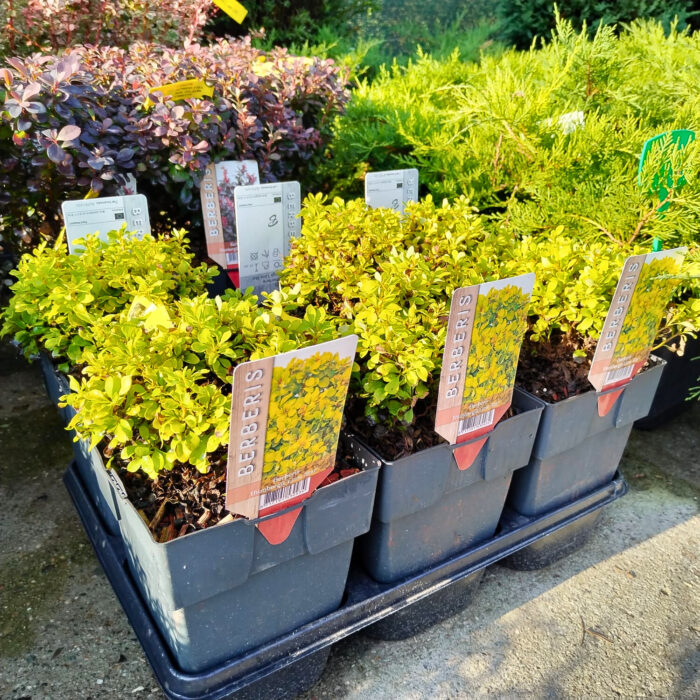 Berberis thunbergii Lime Star la ghiveci - imagine 3