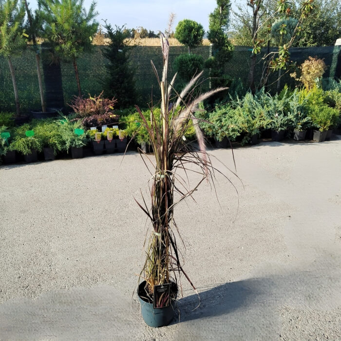Iarba Pennisetum la ghiveci - imagine 2