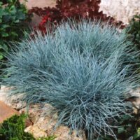 Festuca glauca (iarbă albastră) la ghiveci