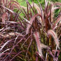 Transformați grădina dvs. într-un paradis colorat cu Iarba Pennisetum! Inflorescențele sunt elegante și deosebite.Cumpărați acum! 🌿🌾