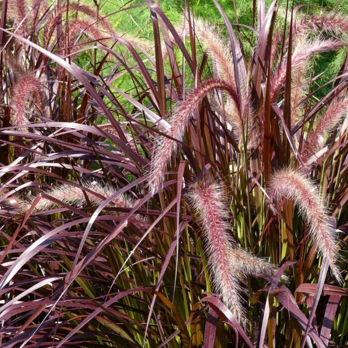 Iarba Pennisetum - Tufa Densa cu Frunze Arcuite 🌿🌾 Transformați grădina dvs. într-un paradis colorat cu Iarba Pennisetum! Inflorescențele sunt elegante și deosebite.Cumpărați acum! 🌿🌾