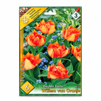 Lalele/Tulipa Willem van Oranje (6buc)