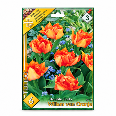Lalele/Tulipa Willem van Oranje (6buc)