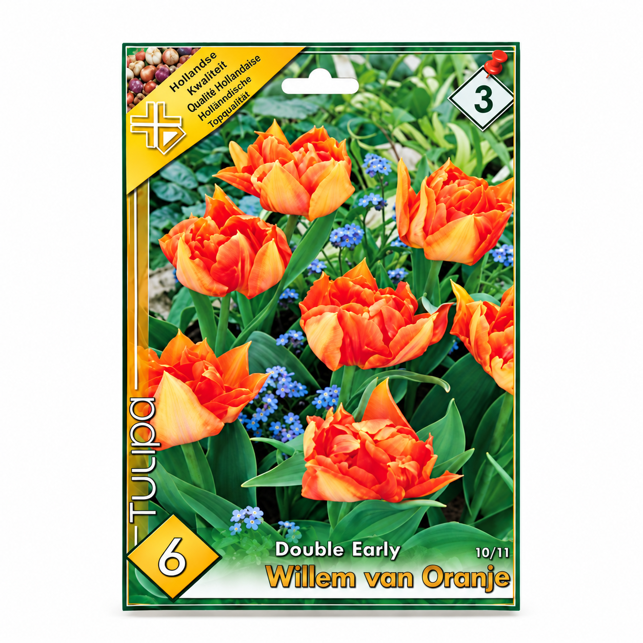 lalele-willem-van-oranje Lalele/Tulipa Willem van Oranje (6buc) - imagine 1