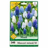 Muscari Mix (10 buc)