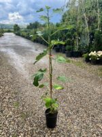 Smochin Ficus Carica Brown Turkey la ghiveci - imagine 2