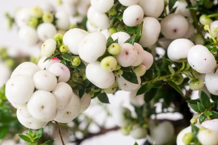 Gaultheria Pernettya alba la ghiveci - imagine 3