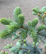 Picea Pungens Glauca Edith la ghiveci - imagine 3