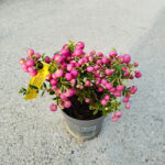 Gaultheria Pernettya roz inchis la ghiveci - imagine 2