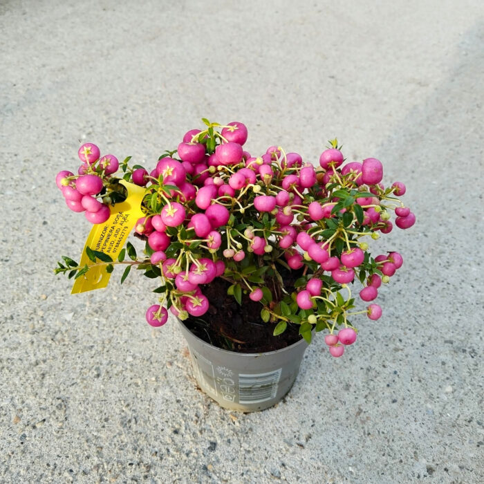 Gaultheria Pernettya roz inchis la ghiveci - imagine 2