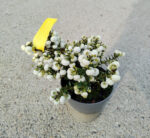 Gaultheria Pernettya alba la ghiveci - imagine 2