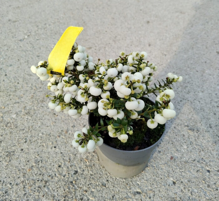 Gaultheria Pernettya alba la ghiveci - imagine 2