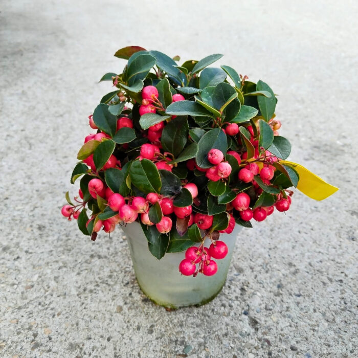 Gaultheria Procumbens la ghiveci - imagine 3