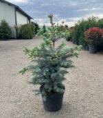 Picea Pungens Glauca Edith la ghiveci - imagine 2