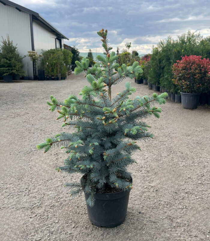 Picea Pungens Glauca Edith la ghiveci - imagine 2
