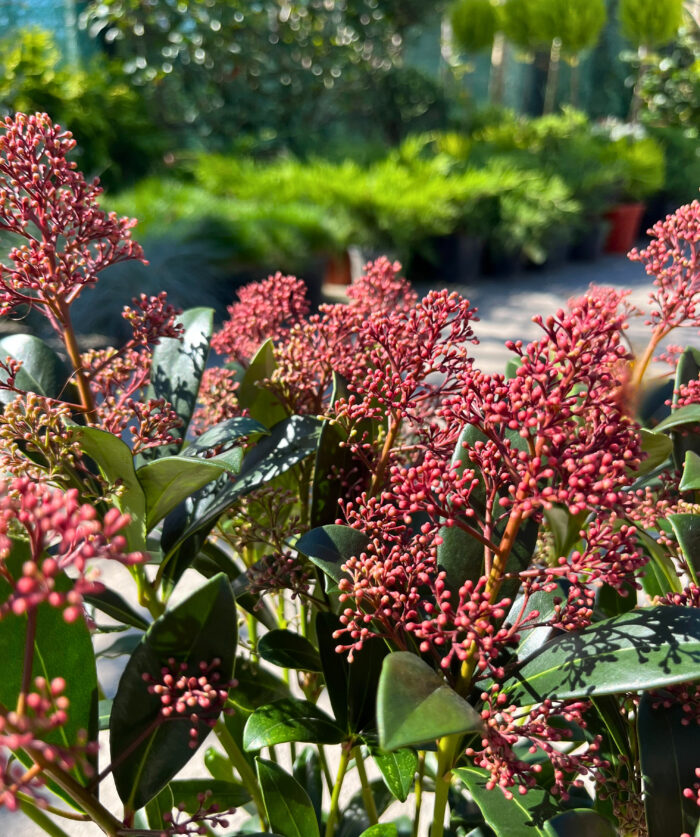 Skimmia Japonica Rubella la ghiveci - imagine 3