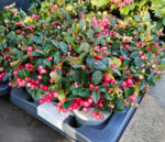 Gaultheria Procumbens la ghiveci - imagine 2