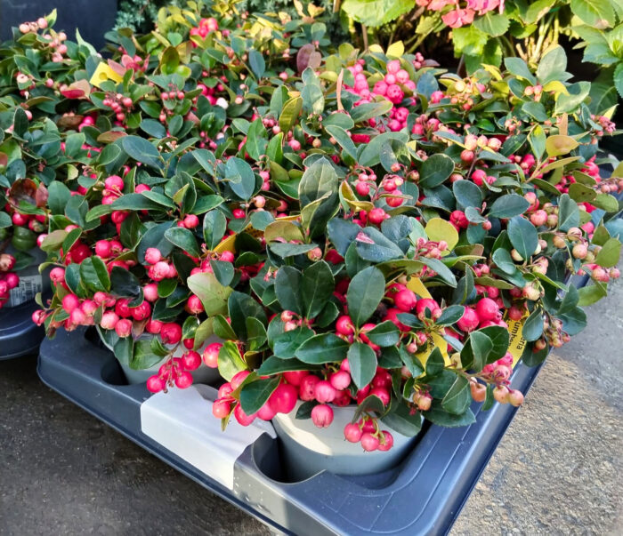 Gaultheria Procumbens la ghiveci - imagine 2