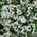 Gaultheria Pernettya alba la ghiveci