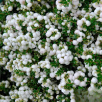Gaultheria Pernettya alba la ghiveci