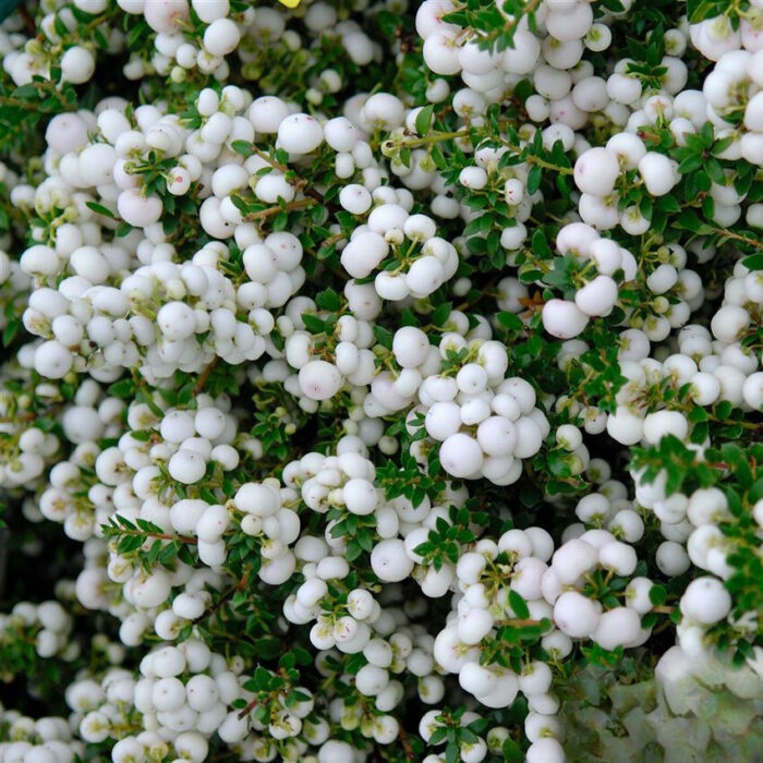 Gaultheria Pernettya alba la ghiveci - imagine 1