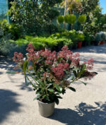 Skimmia Japonica Rubella la ghiveci - imagine 2