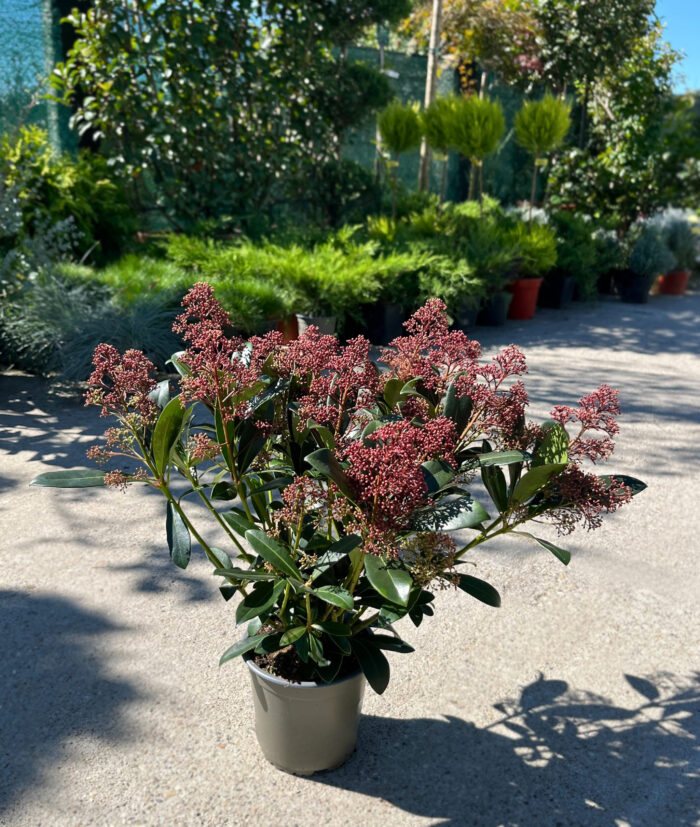 Skimmia Japonica Rubella la ghiveci - imagine 2