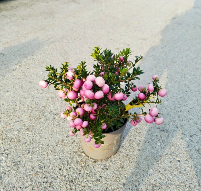 Gaultheria Pernettya roz deschis la ghiveci - imagine 2