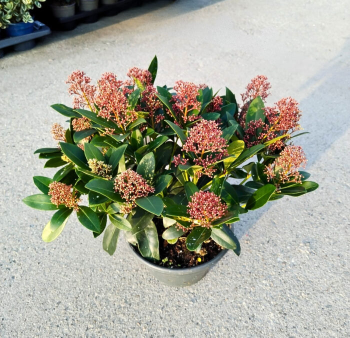 Skimmia Japonica Rubella la ghiveci - imagine 2