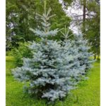 Picea Pungens Glauca Edith la ghiveci