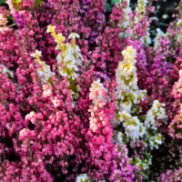 Erika Gracilis colorata la ghiveci