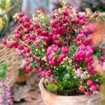 Gaultheria Pernettya roz inchis la ghiveci