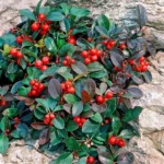 Gaultheria Procumbens la ghiveci