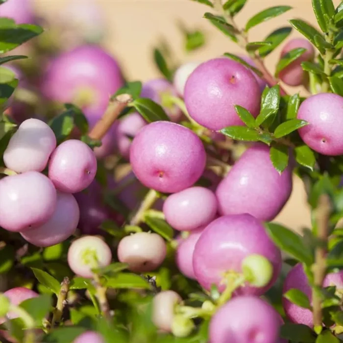 planta-cu-fructe-decorative-roz-gaultheria-mucronata-pink-151609 Gaultheria Pernettya roz deschis la ghiveci - imagine 1