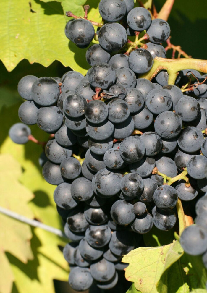 Burgund (de vin), Rădăcină ambalată - imagine 1