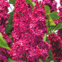 Syringa Vulgaris (Liliac roșu) Rădăcină Ambalată