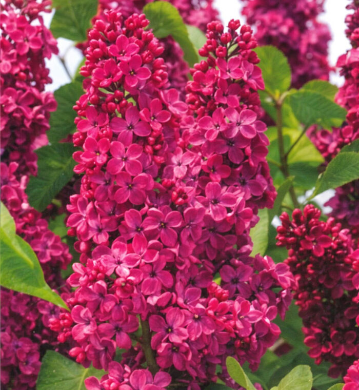 Syringa Vulgaris (Liliac roșu) Rădăcină Ambalată - imagine 1