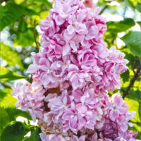 Syringa Vulgaris (Liliac roz deschis) Rădăcină Ambalată