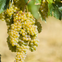Riesling Italian (de vin), Rădăcină ambalată